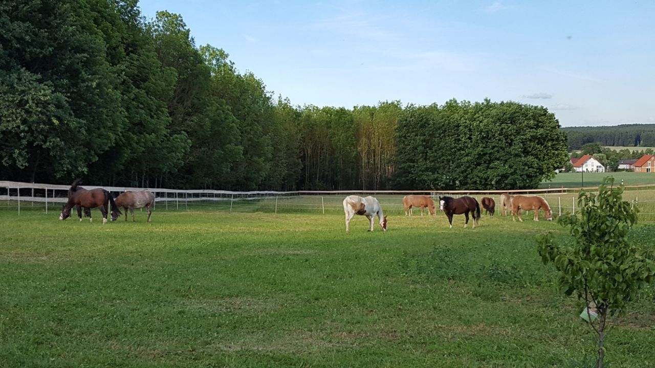 Home [www.bluediamondsranch.de]