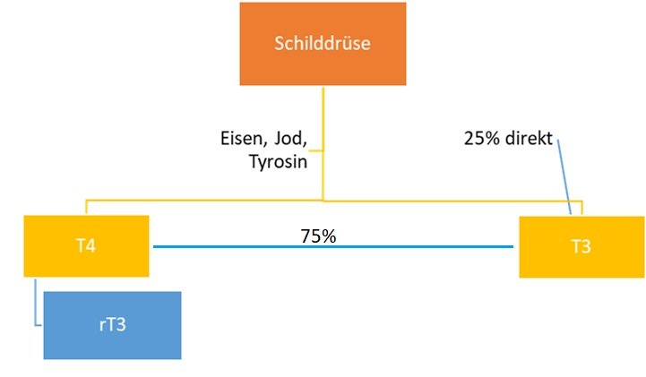 Hormonbildungsweg Schilddrüse Thyroxin, rT3, T3