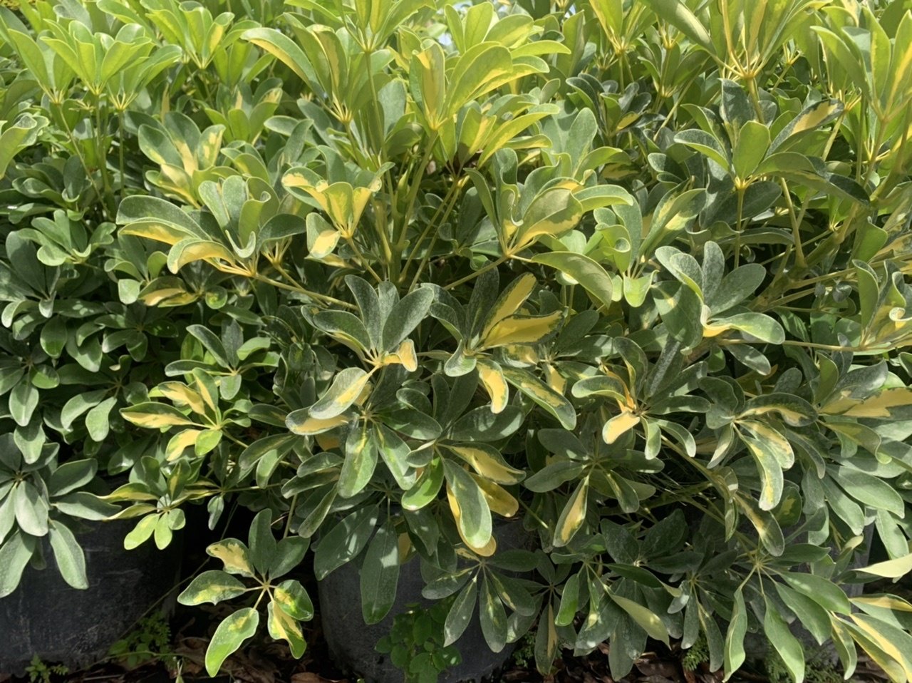 South Miami Landscape nursery, Plant Nursery, Native plant