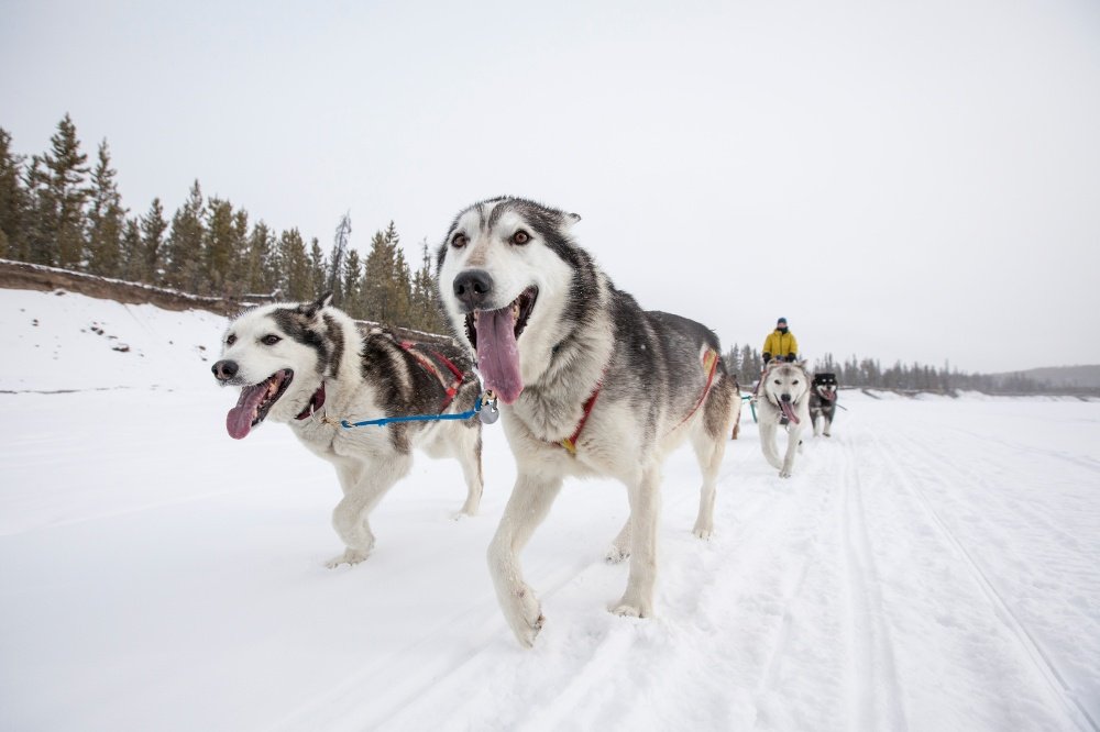 Husky Sledding in The Yukon