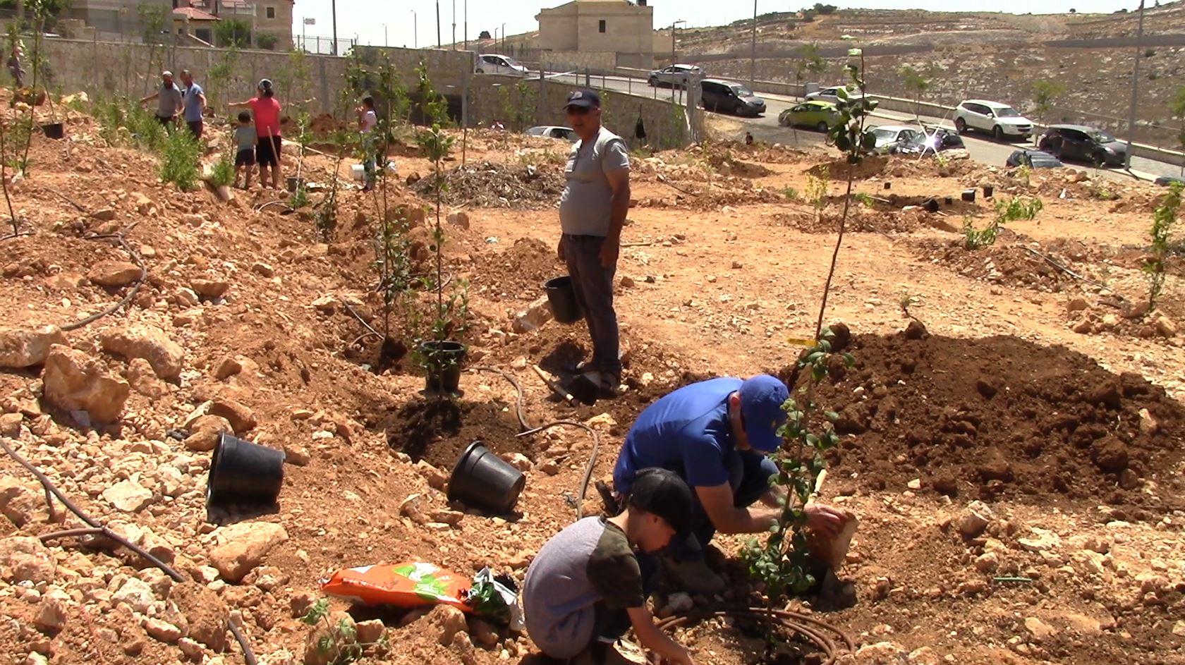 Home Plant Fruit Trees in Israel with Zo Artzeinu