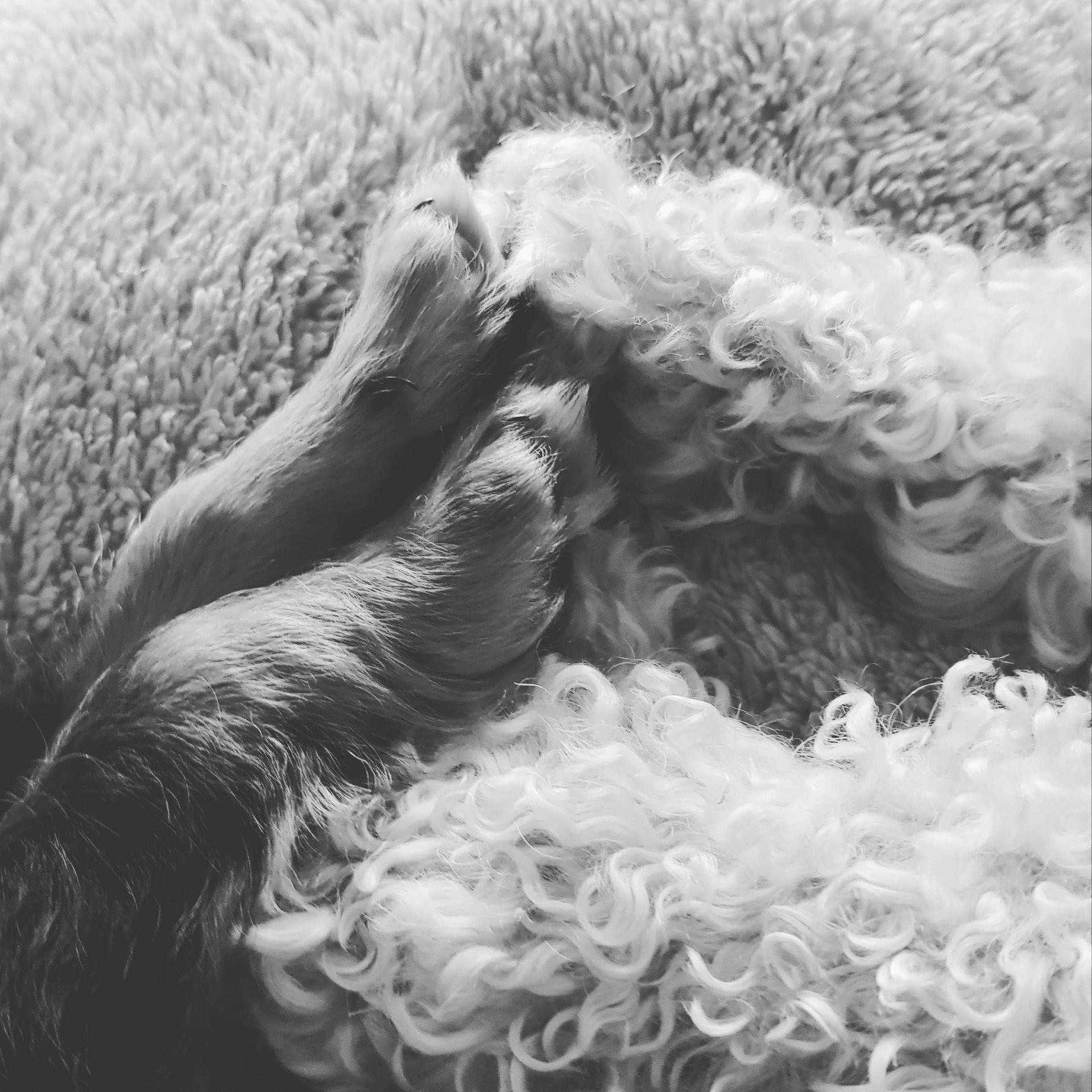 The Noble Dog Hotel & Day Care Luxury Dog Care in Somerset