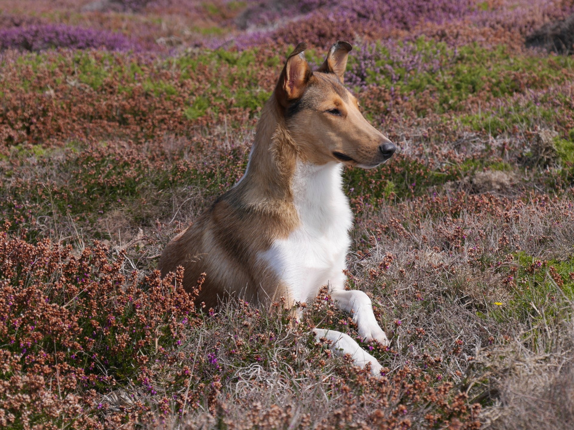 Der Kurzhaarcollie und seine Rassebeschreibung