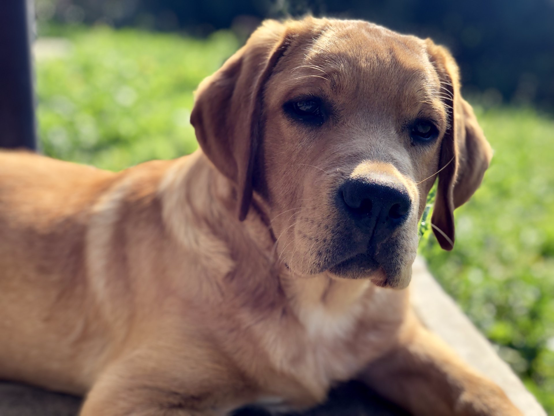 Labrador Retriever Foxred LiebhaberZucht in Norditalien
