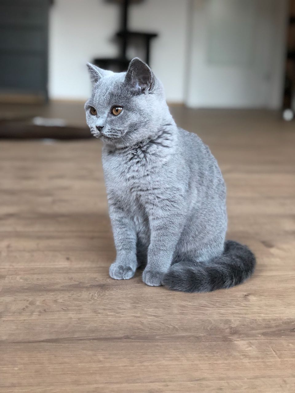 Bkh Kitten Kaufen