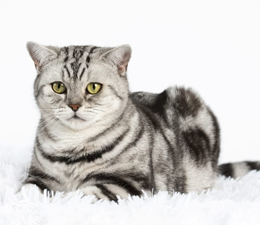 Katze Britisch Kurzhaar Kaufen