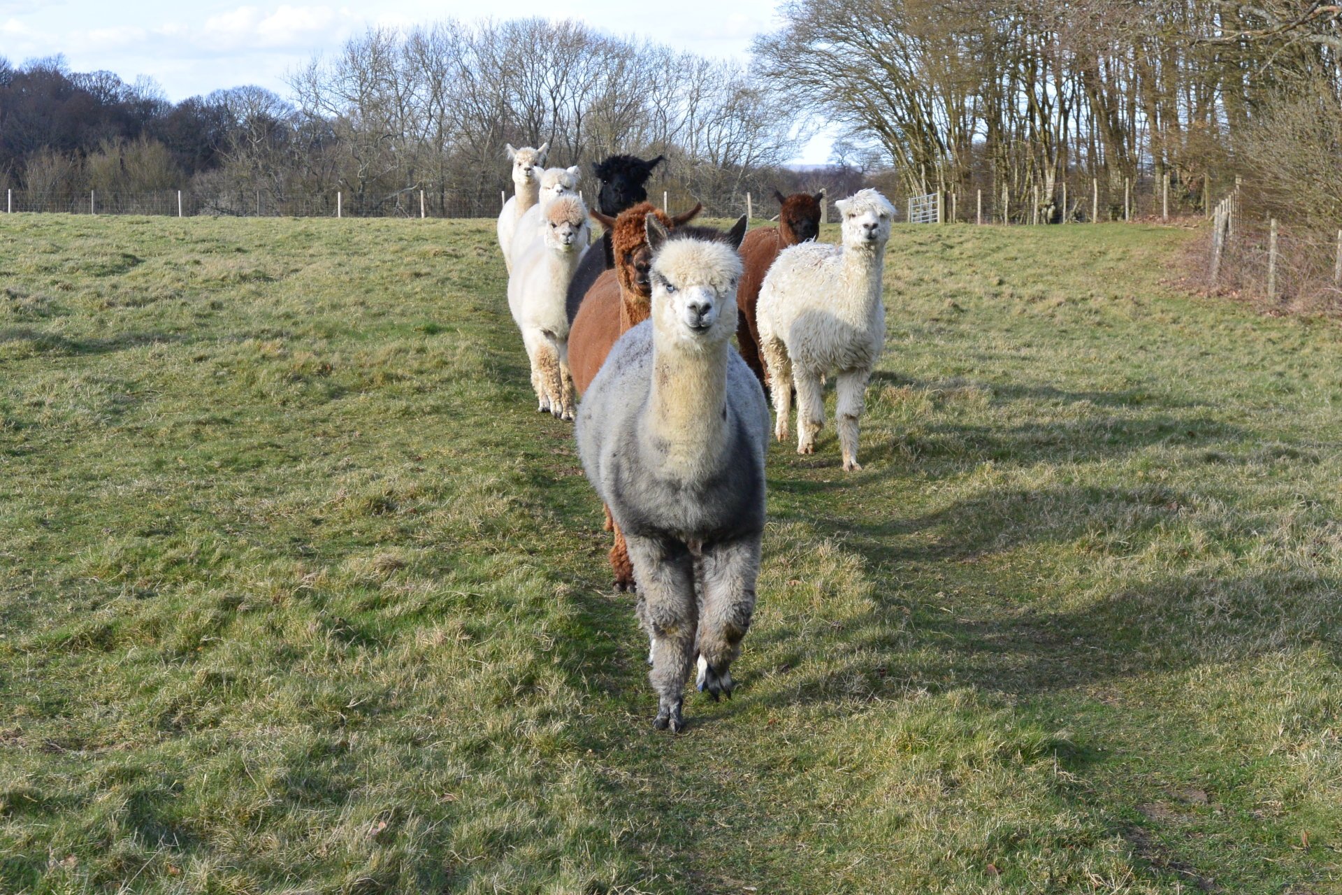 Alpaca walking in private groups in East Sussex - Kent border