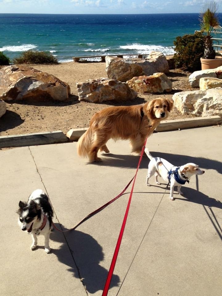 N County San Diego's Favorite Dog Walkers Pet Sitters