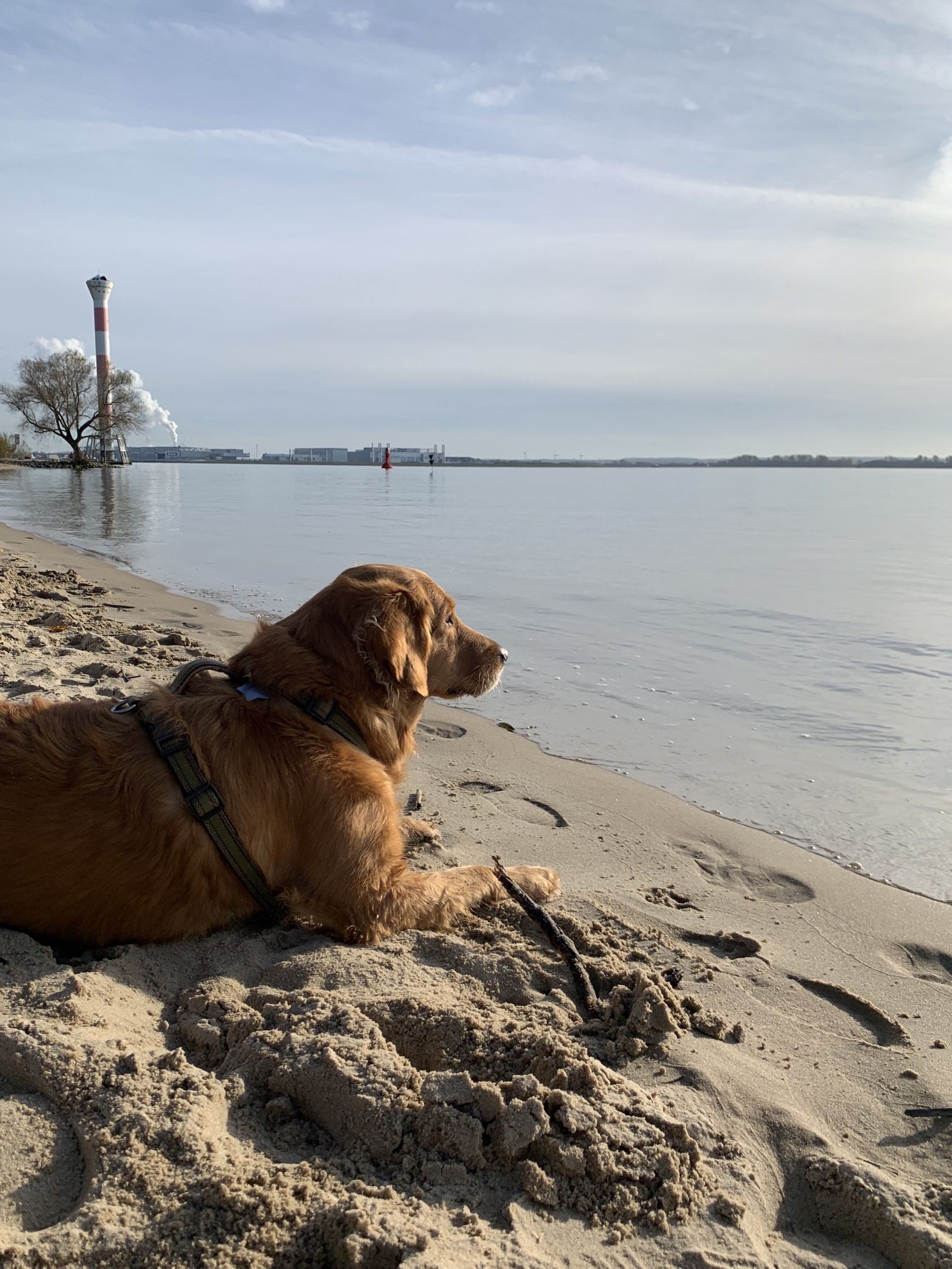 Happy dog after our beach cleanup!
