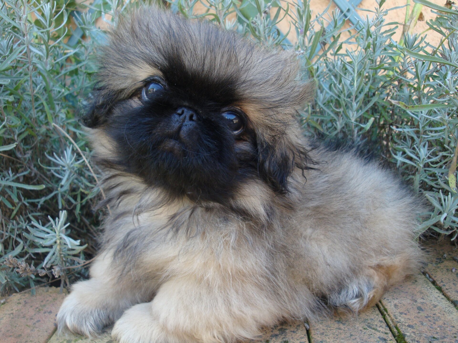 LES BEBES PEKINOIS