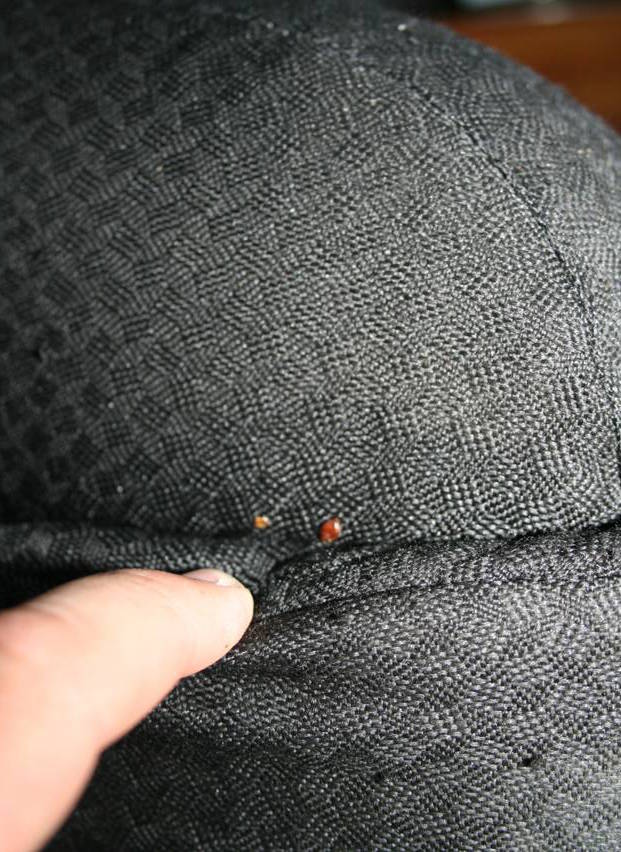 Bed Bug K9 Inspections