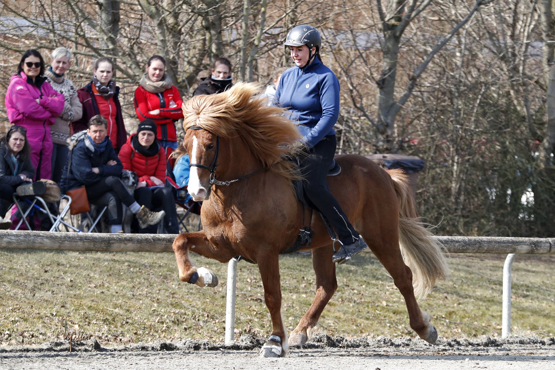 Islandpferde vom Friedrichstein
