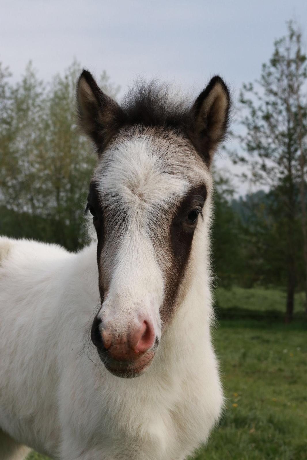 Islandpferde vom Friedrichstein