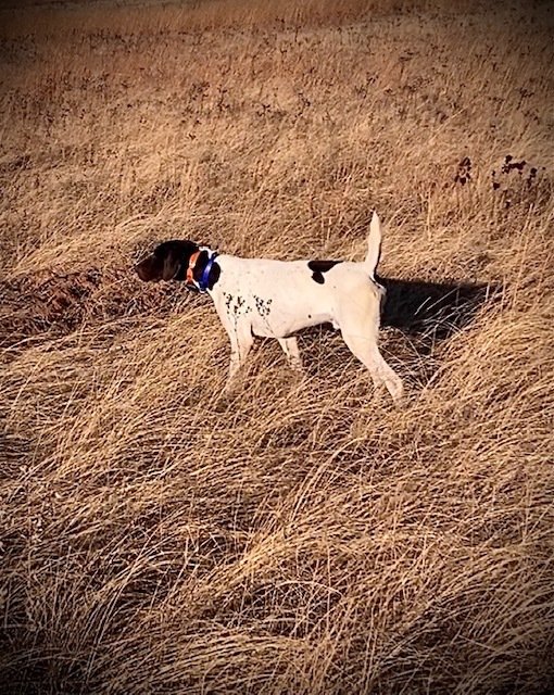 Trained Dogs O’Neill, NE Simon's Hunting Dogs