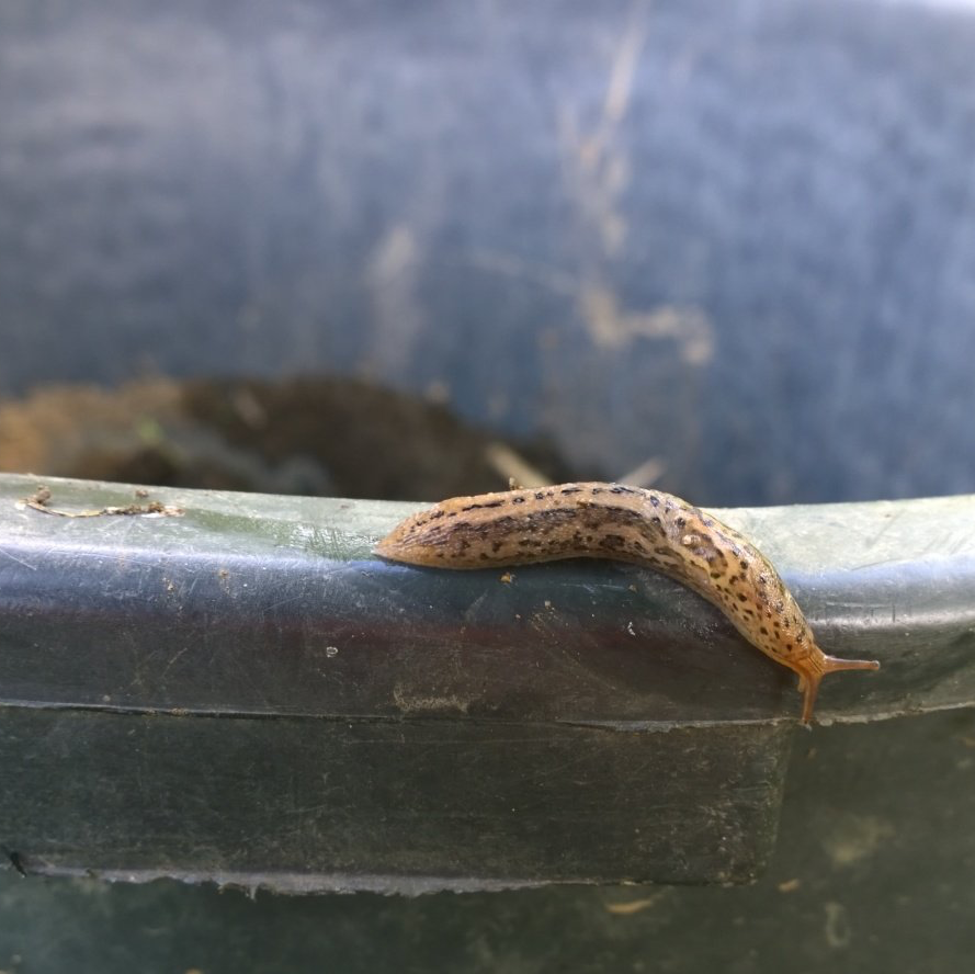 Spaziergang durch den Garten