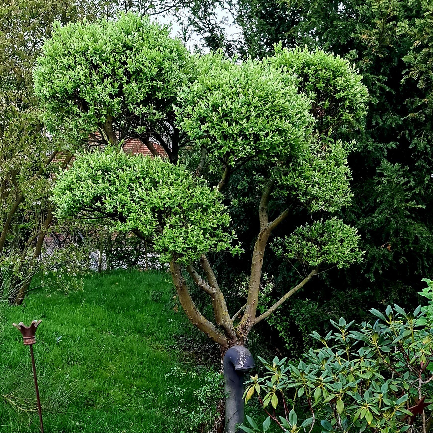 Verwandle deine Harlekinweide in ein Bonsai-Meisterwerk