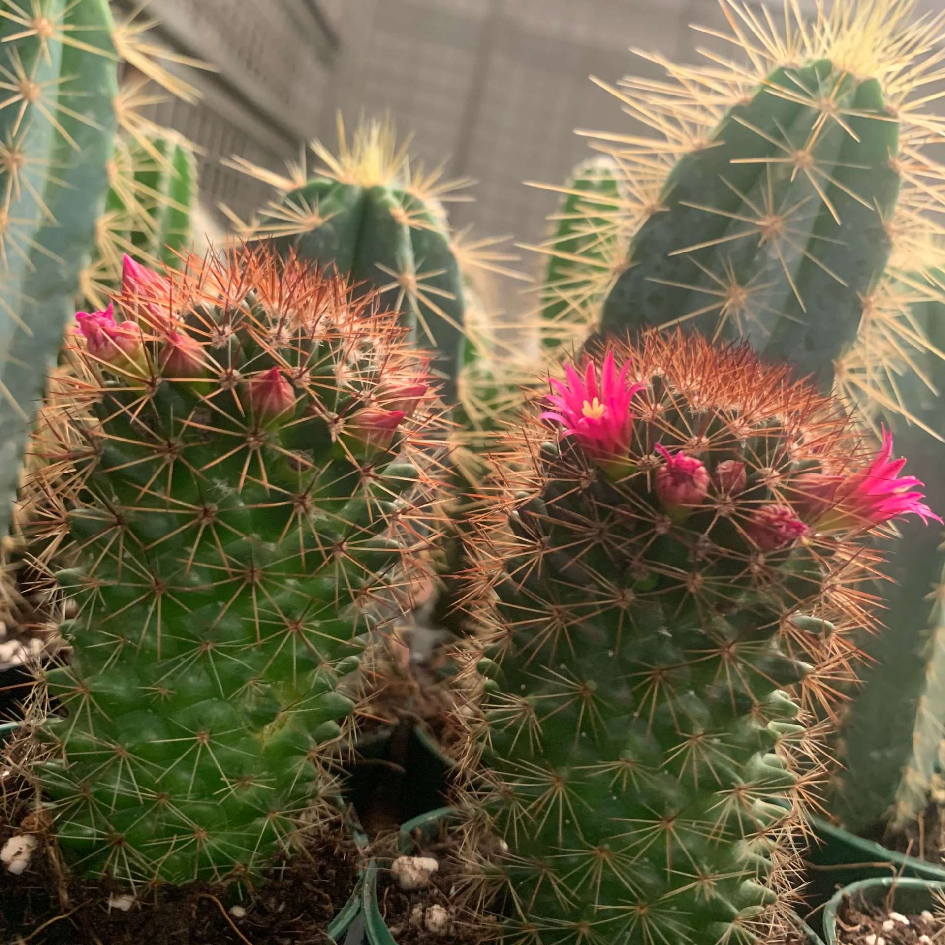 Southland Greenhouses