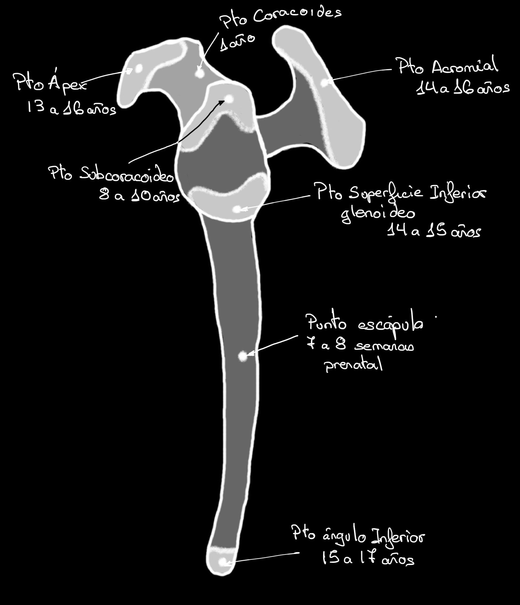 APARATO LOCOMOTOR OSTEOLOGÍA SECUNDARIOS ESCÁPULA OMOPLATO