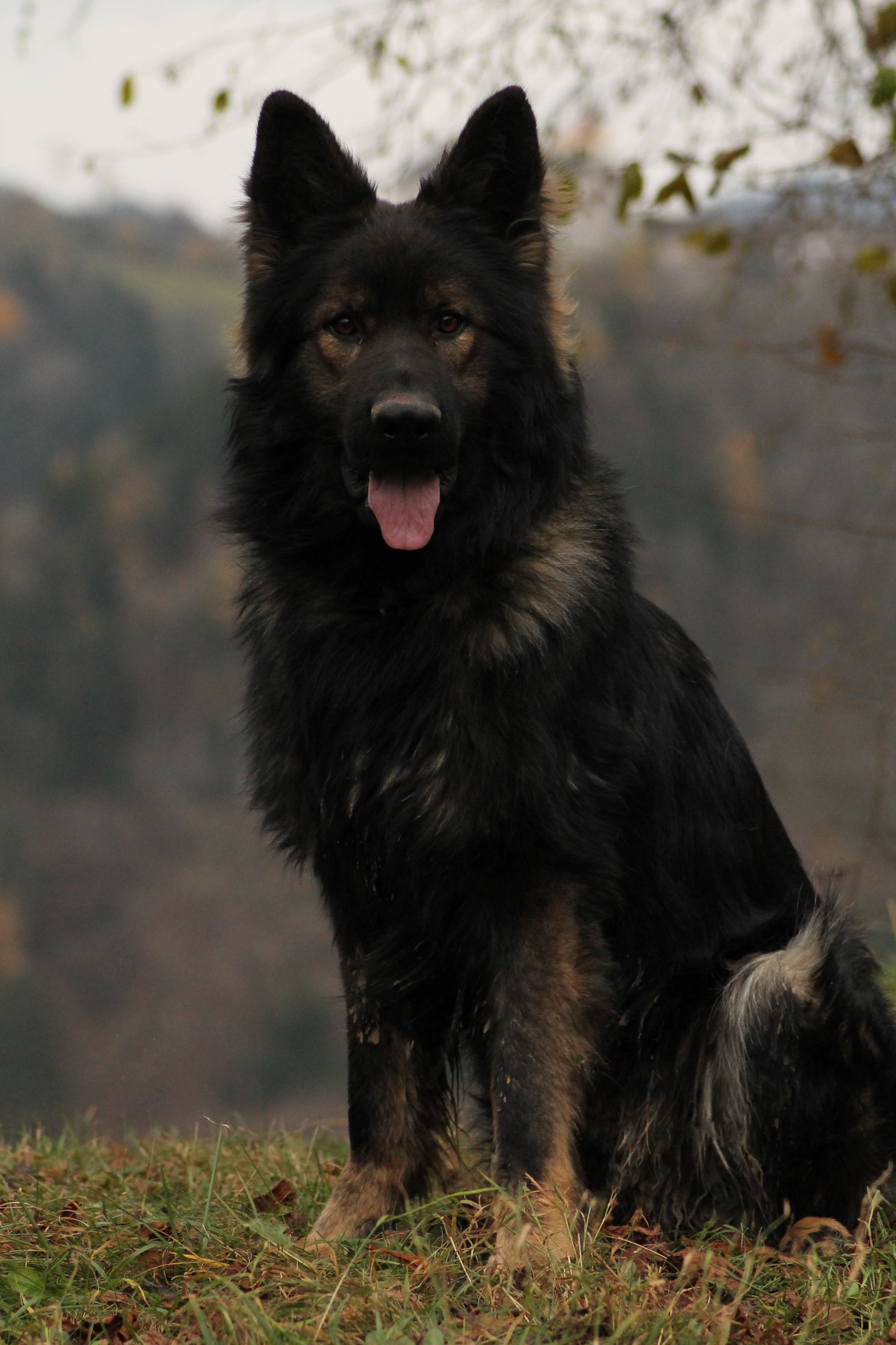 altdeutscher-sch-ferhund-andrea-plank