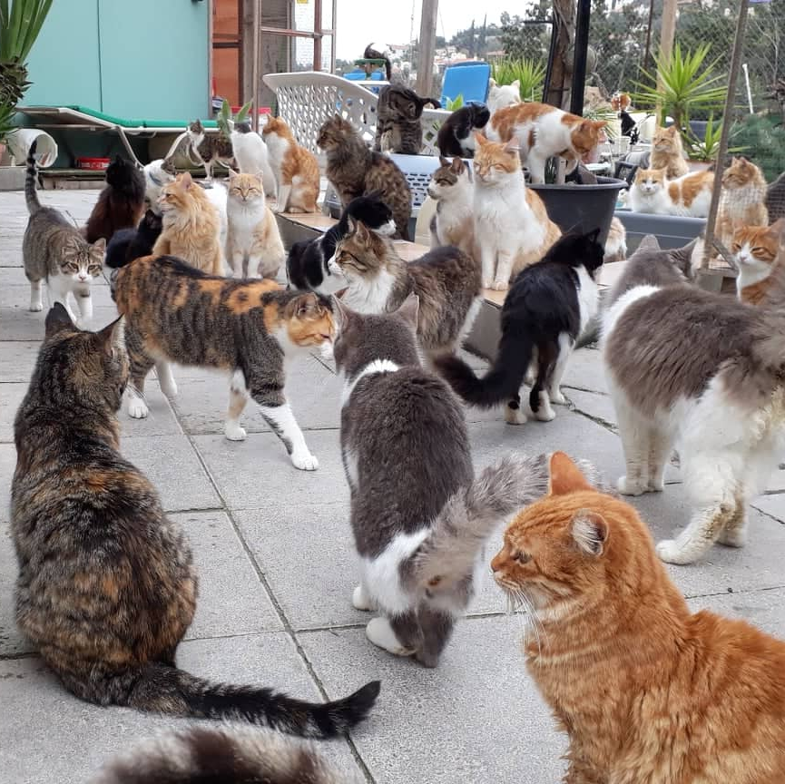 Cat sanctuary in Paphos, Cyprus. Caring for 850 cats