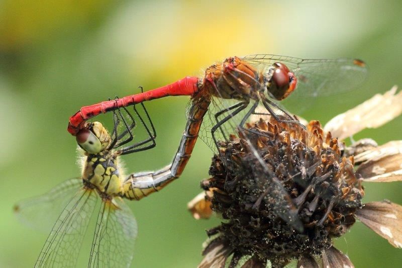 Blutrote Heidelibelle