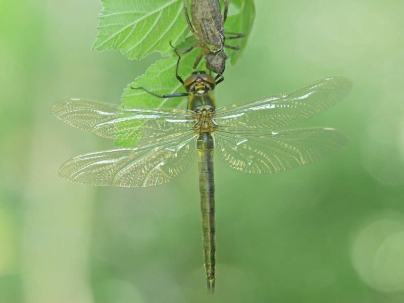 Glänzende Smaragdlibelle