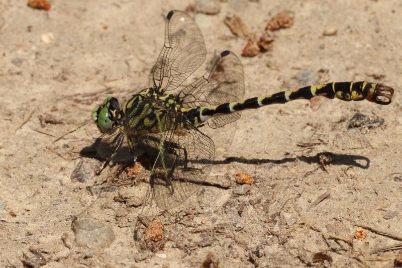 Kleine Zangenlibelle