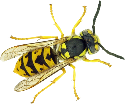 Empresa eliminar avispas Alicante. Fumigar avispas. Expertos