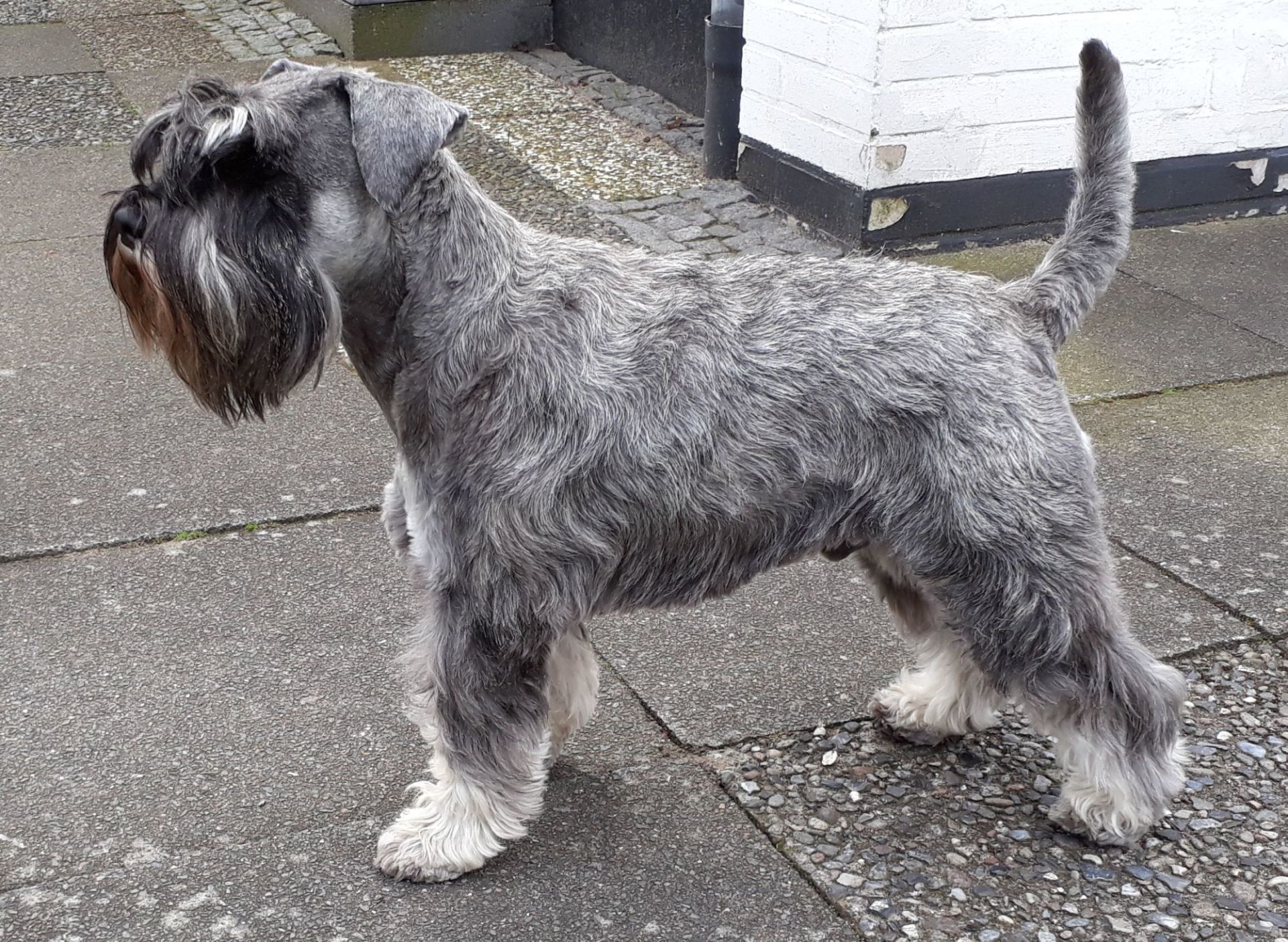 Zwergschnauzer Welpen