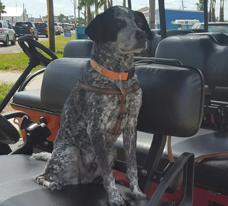 Port Aransas Golf Cart Rentals Explore Port A EZ Go 6 passenger golf cart