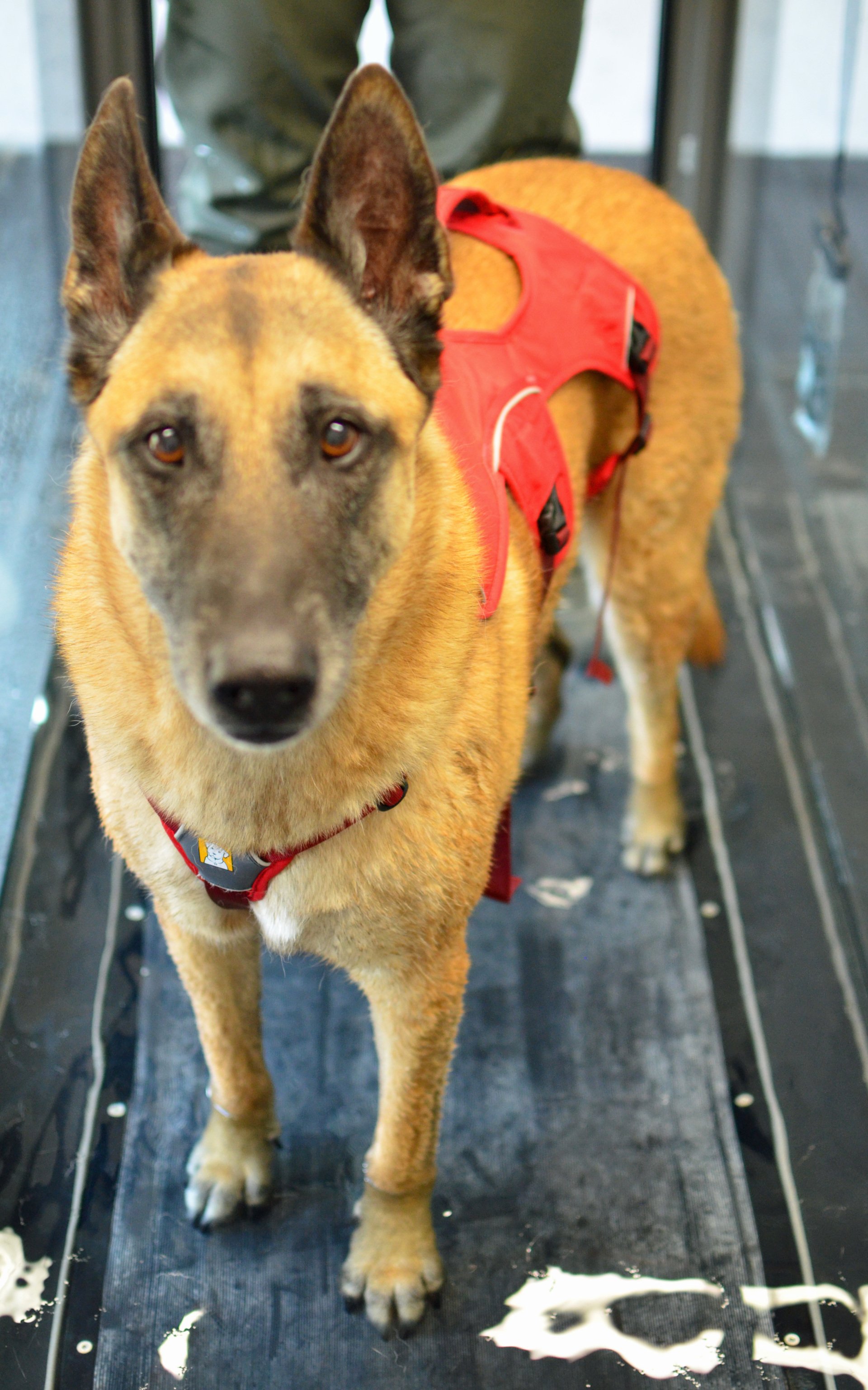 Kent dog hydrotherapy, nerve damage therapy for dogs