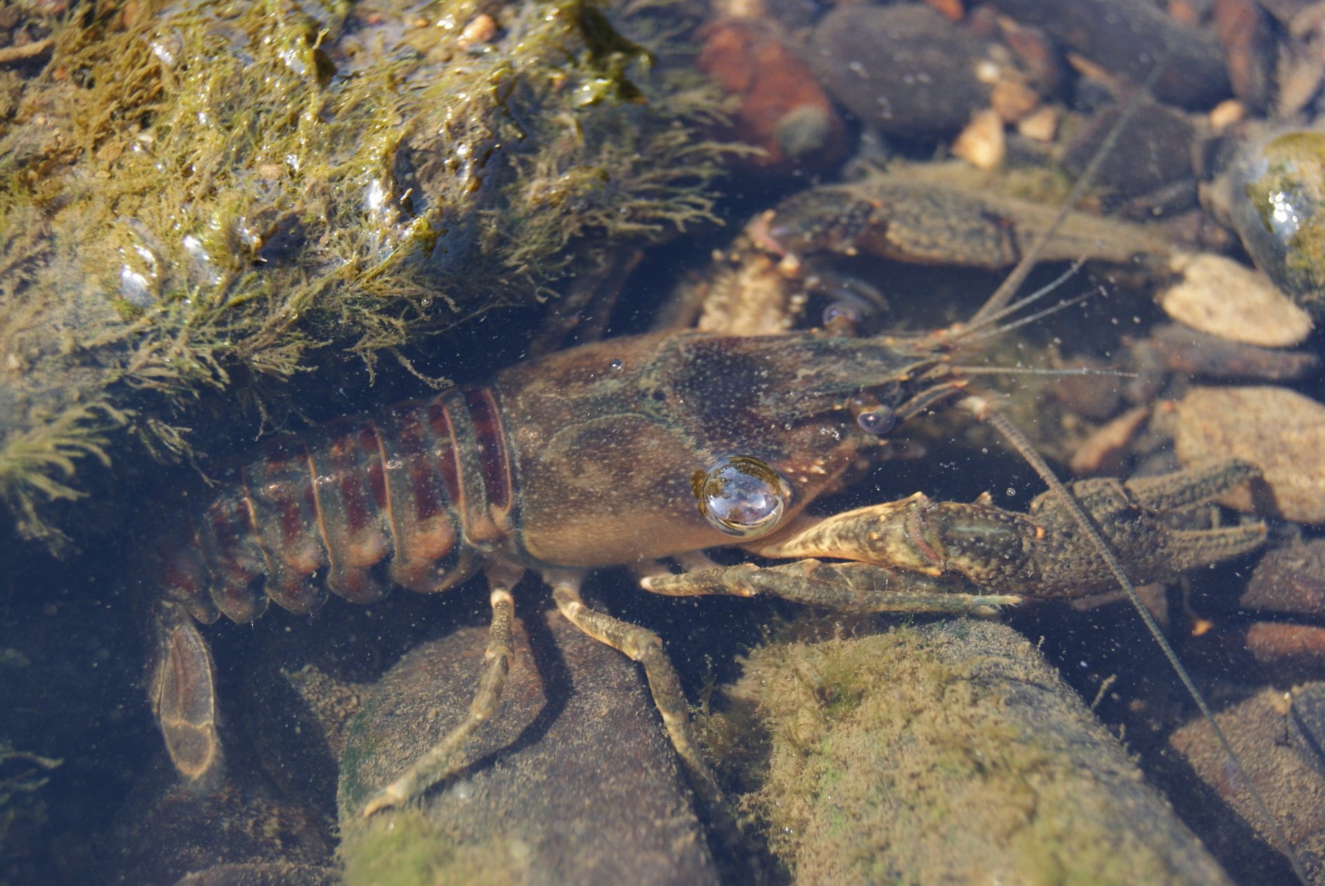Invasive Flusskrebse gefährden heimische Flora und Fauna