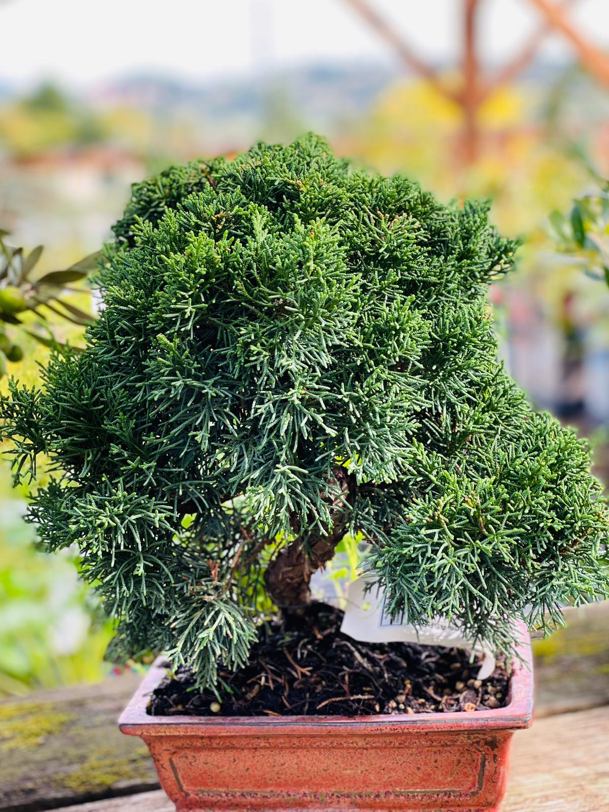 Pépinière des Aspres Grasse - Planter - Plantes de haies