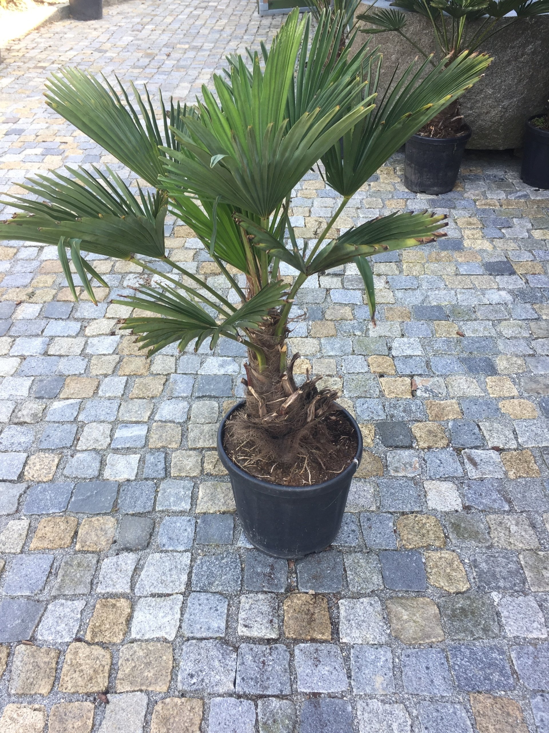 Trachycarpus wagnerianus