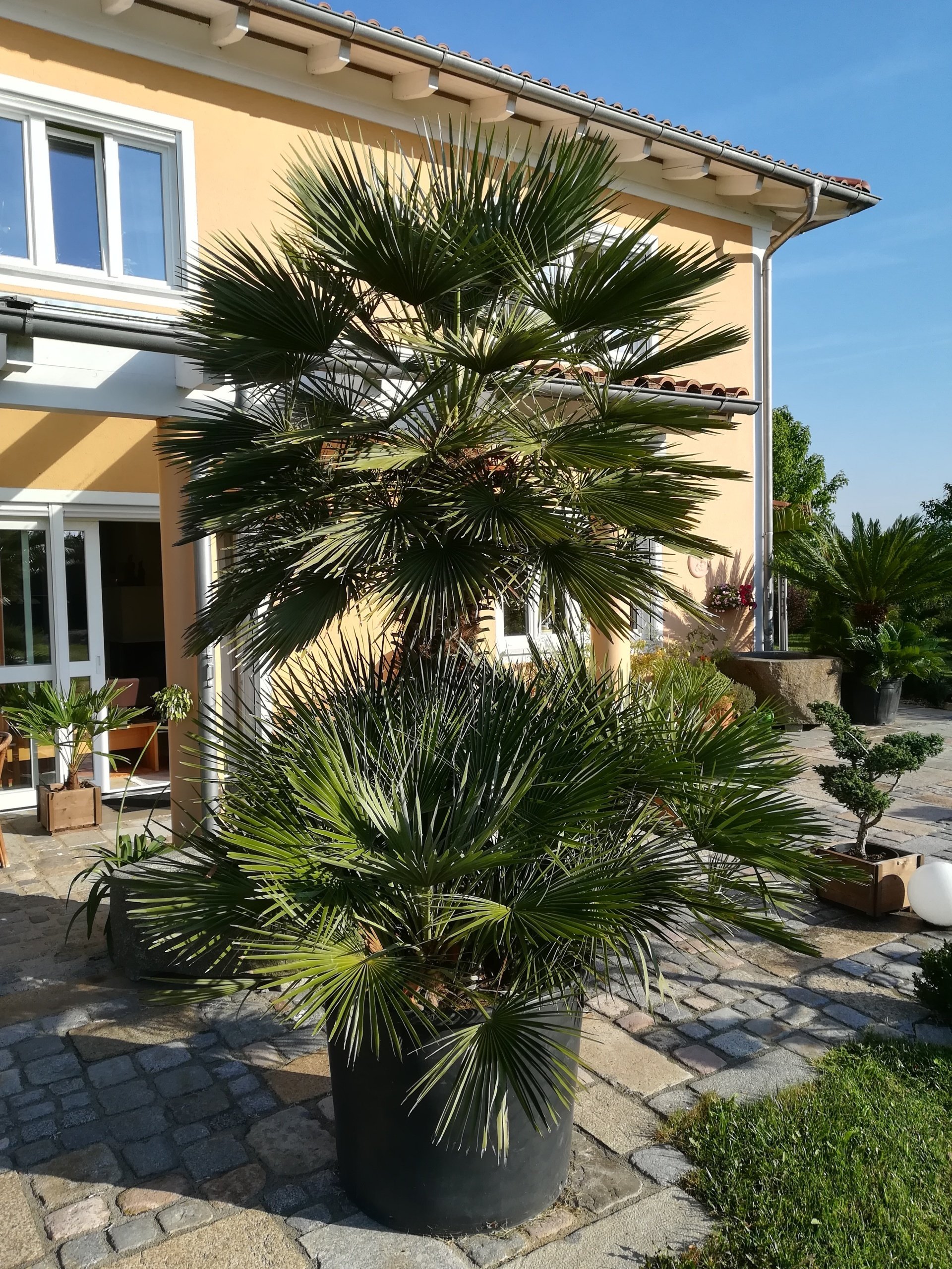 Chamaerops Humilis