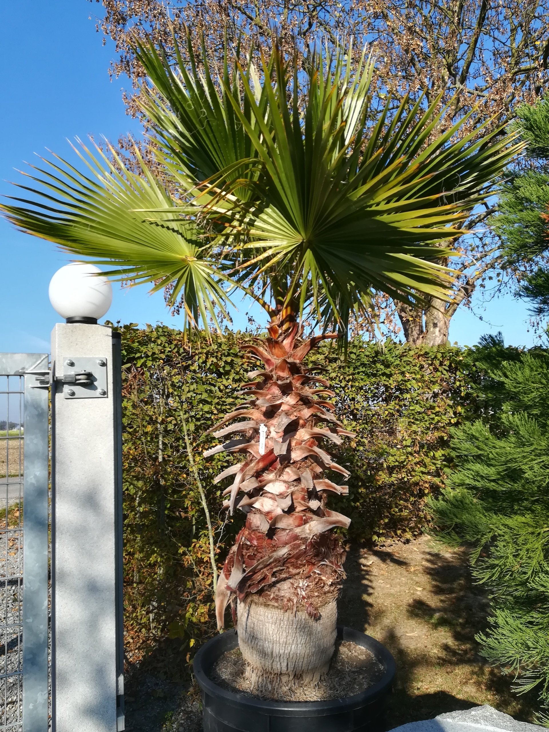 Washingtonia filifera