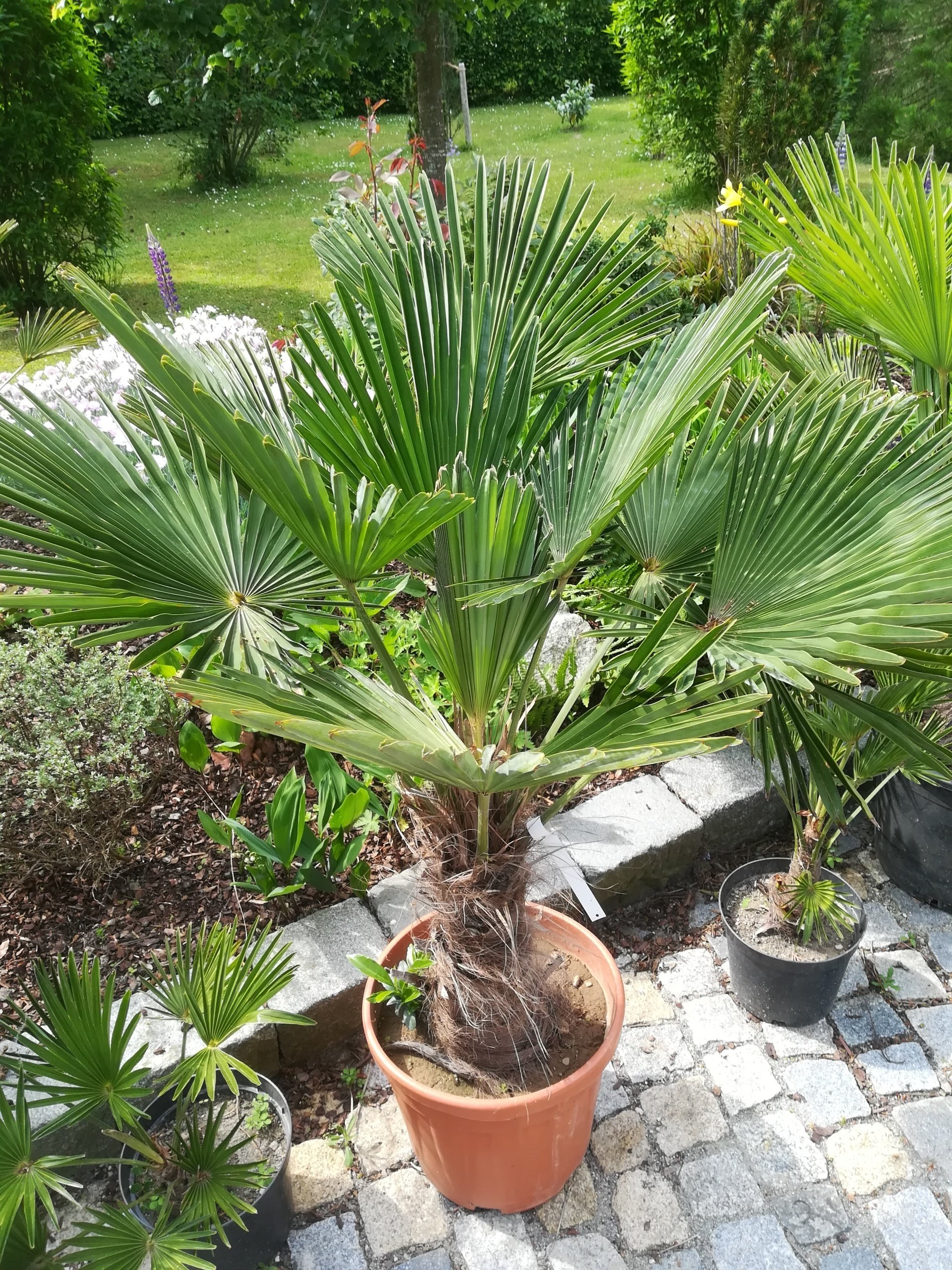Trachycarpus wagnerianus