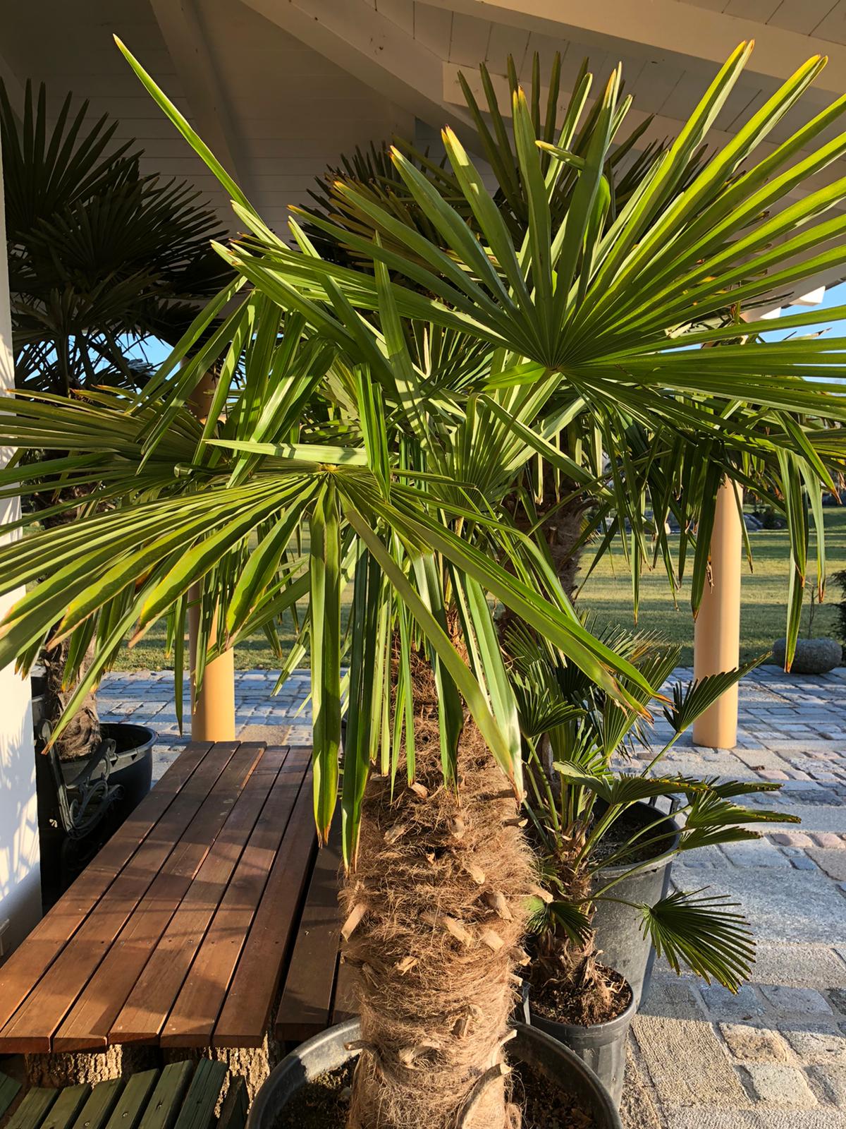 Kann Man Palmen Schon Ins Freie Stellen Palmen