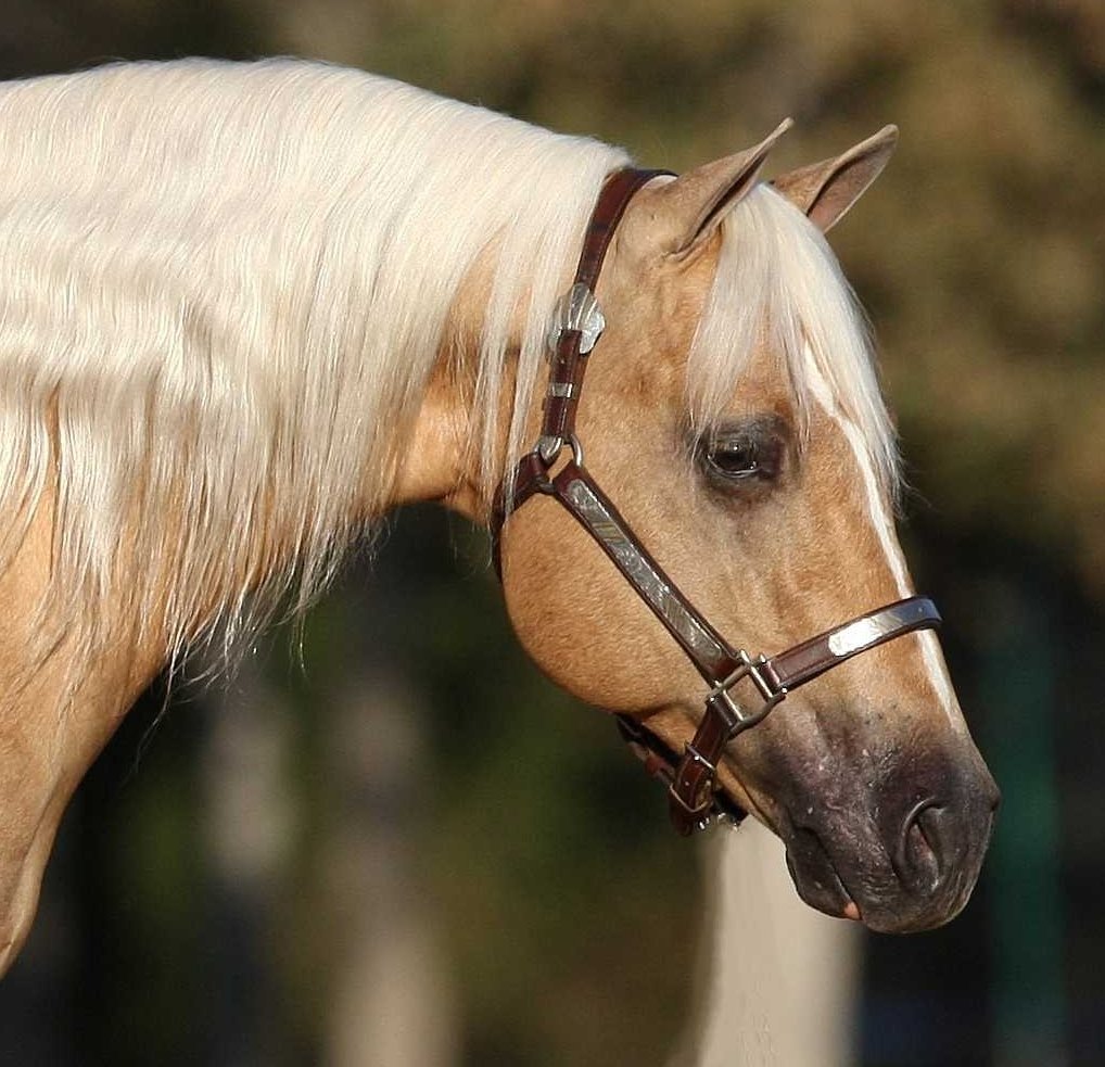 La Mesa Performance Horses - Sharp Dressed Shiner