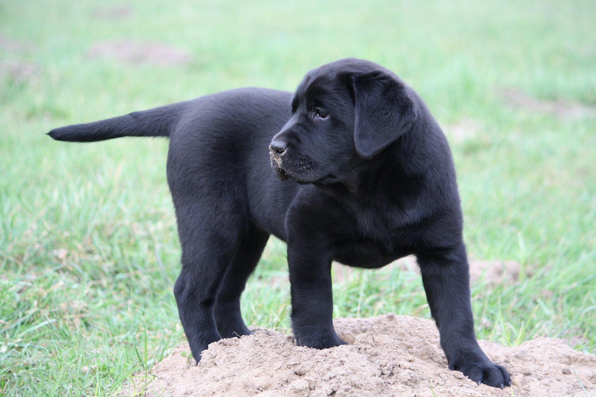 Labrador Retriver