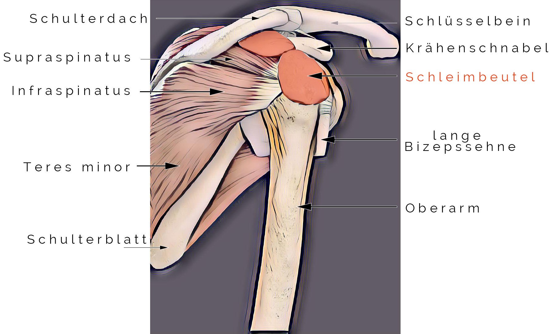 Schulter Ausgerenkt Und Wieder Reingesprungen www.drmerkle.com