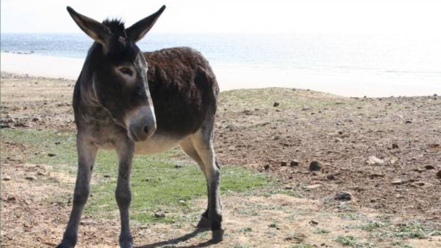 Der Esel und der Fuchs