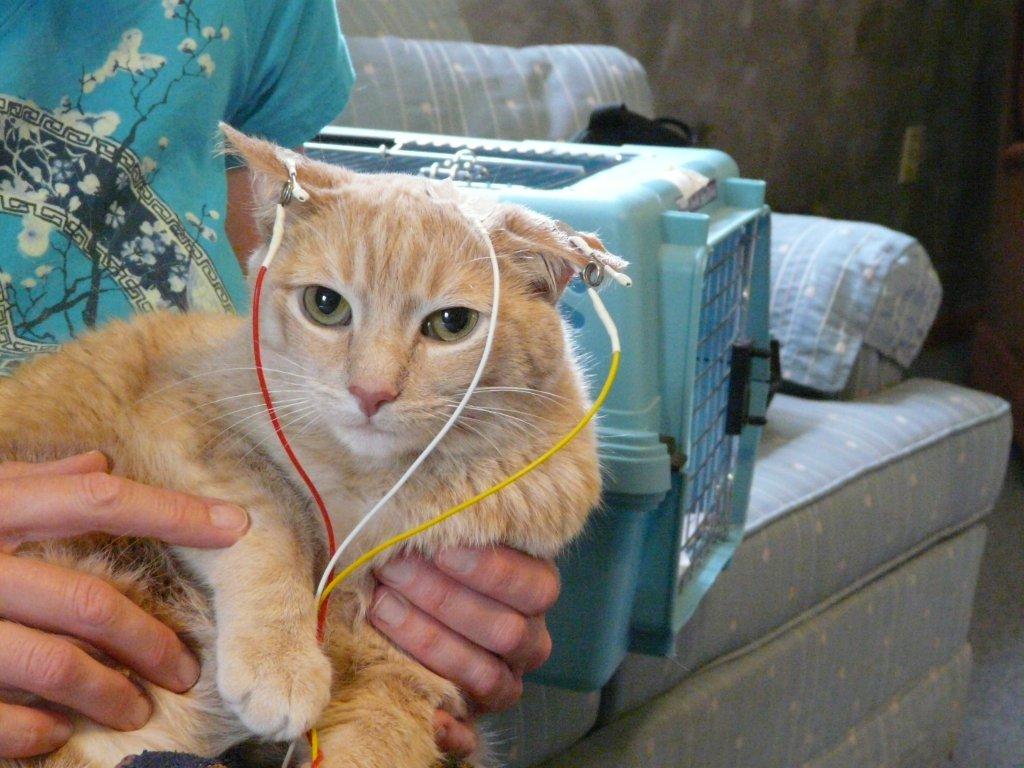 Mid-Michigan Neurofeedback - Neurofeedback with Animals