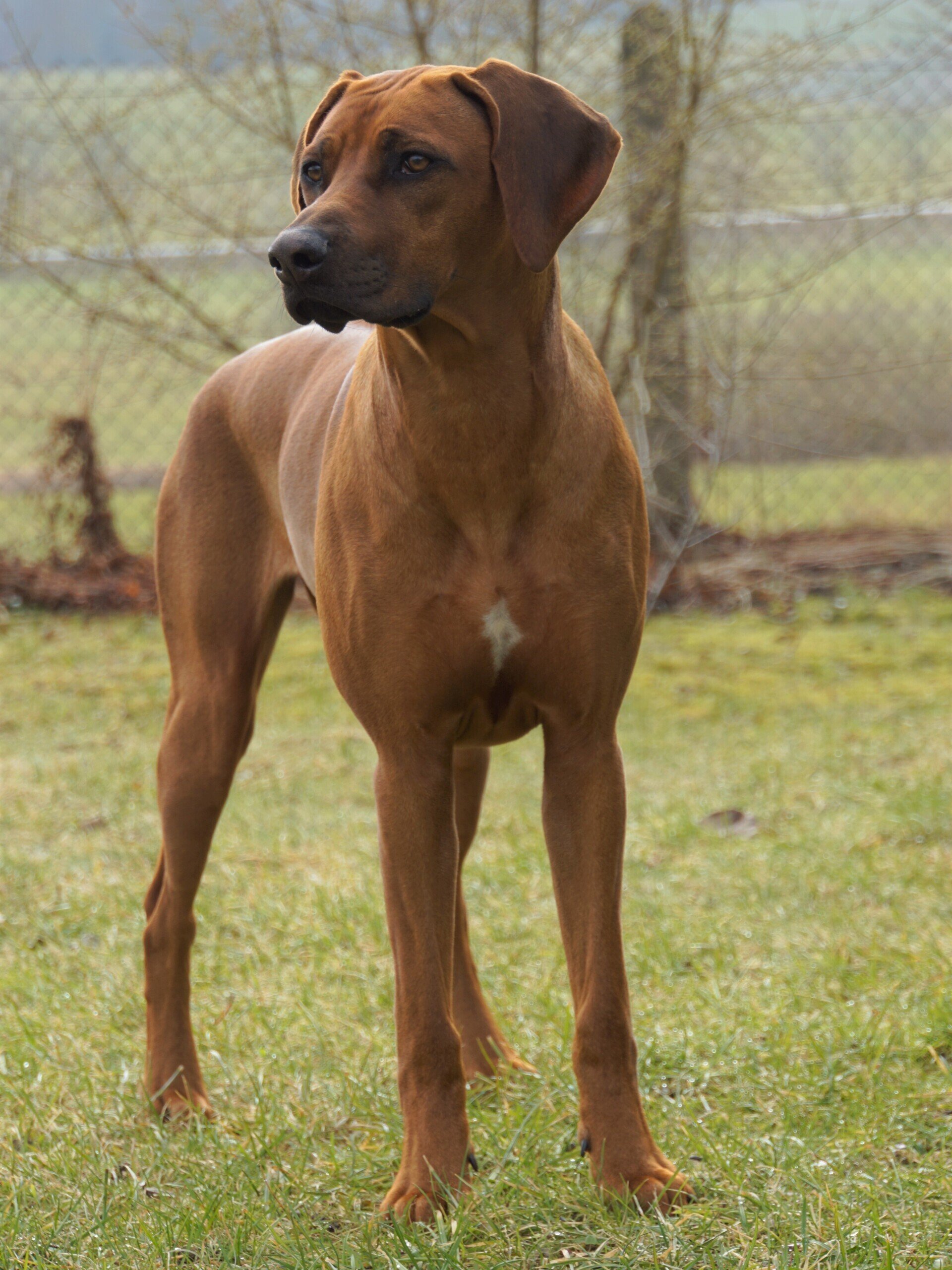 Rhodesian Ridgeback Züchter Welpen Wally Wanapenda