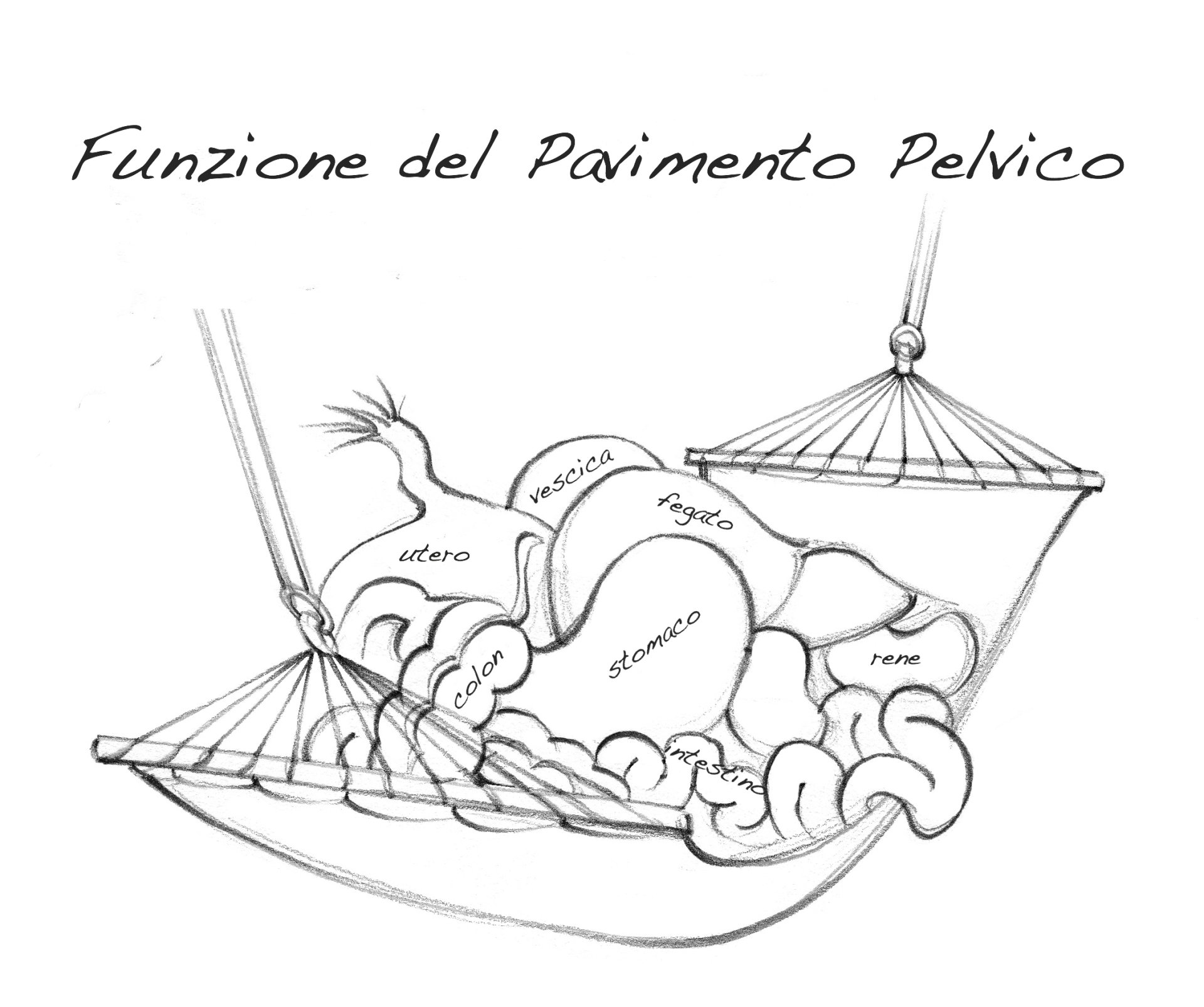 Il Pavimento Pelvico