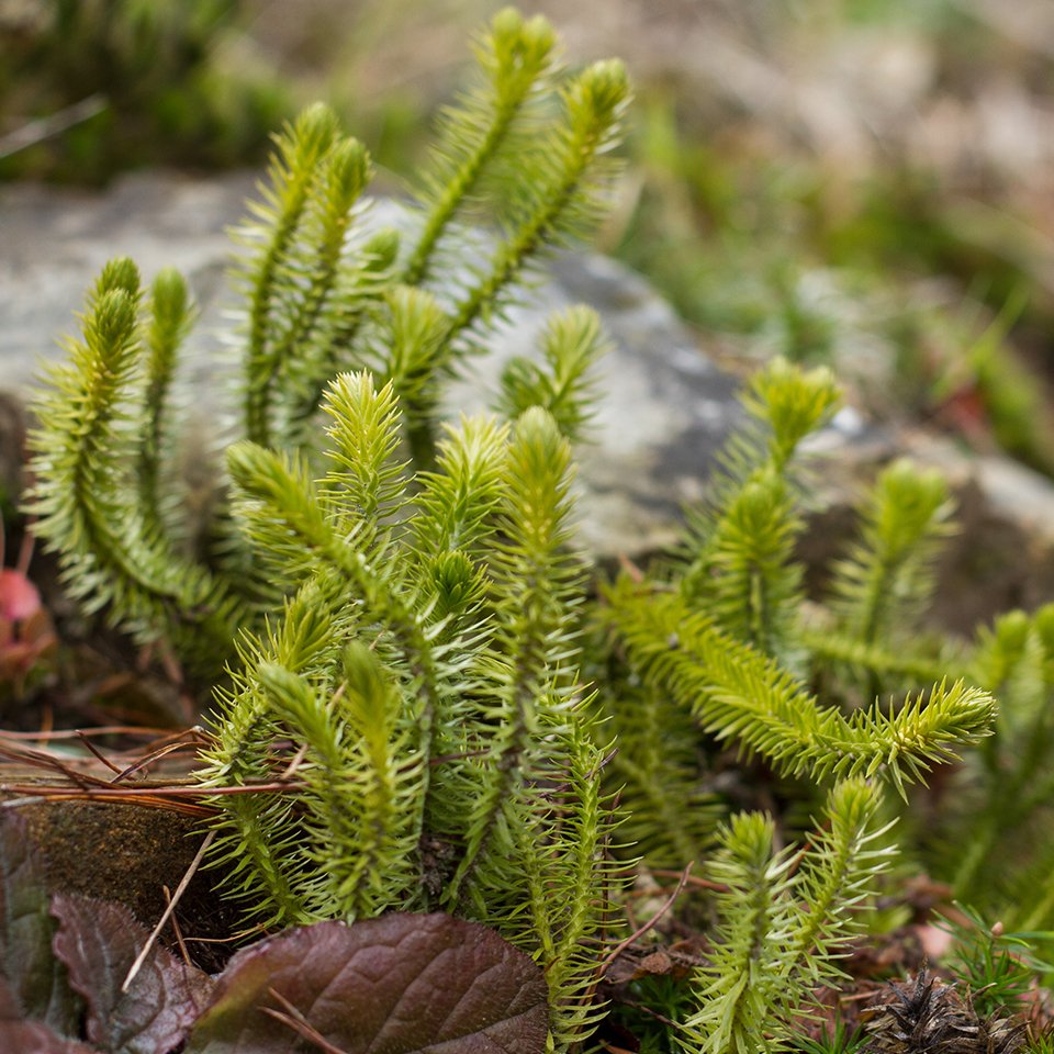 Lycopodium clavatum