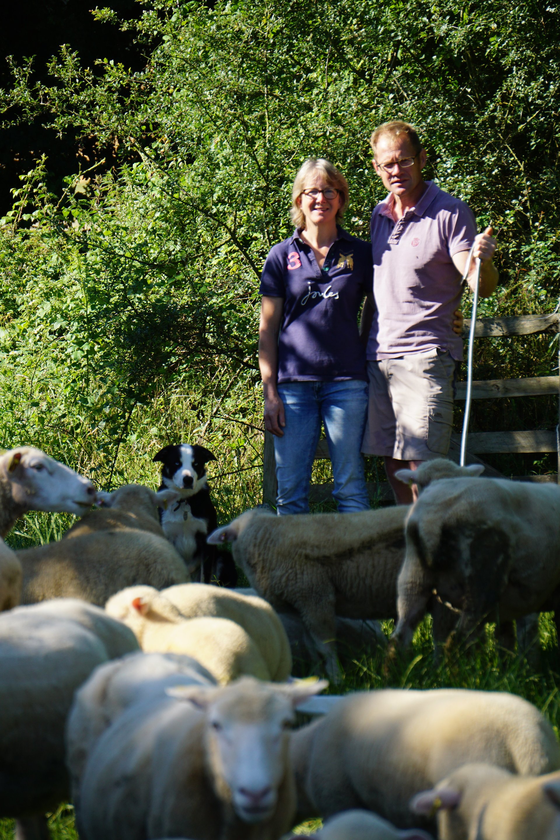 Vente directe viande d'agneau bio