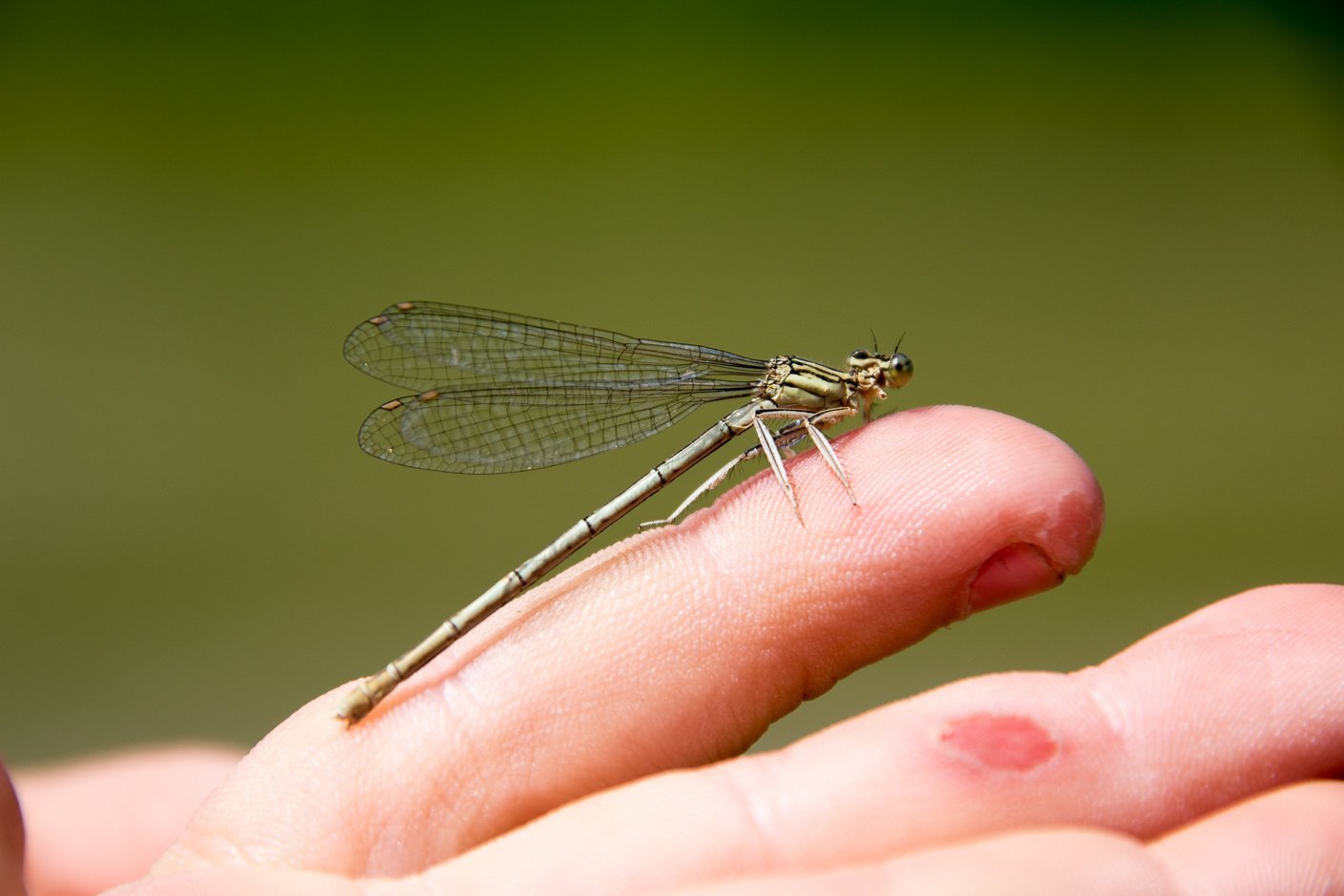 Wurzeln & Flügel - Philosophie