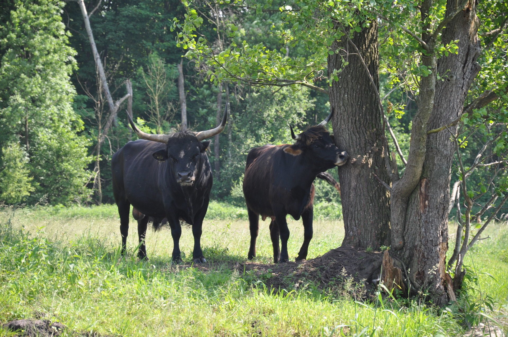 DonaumoosZweckverband