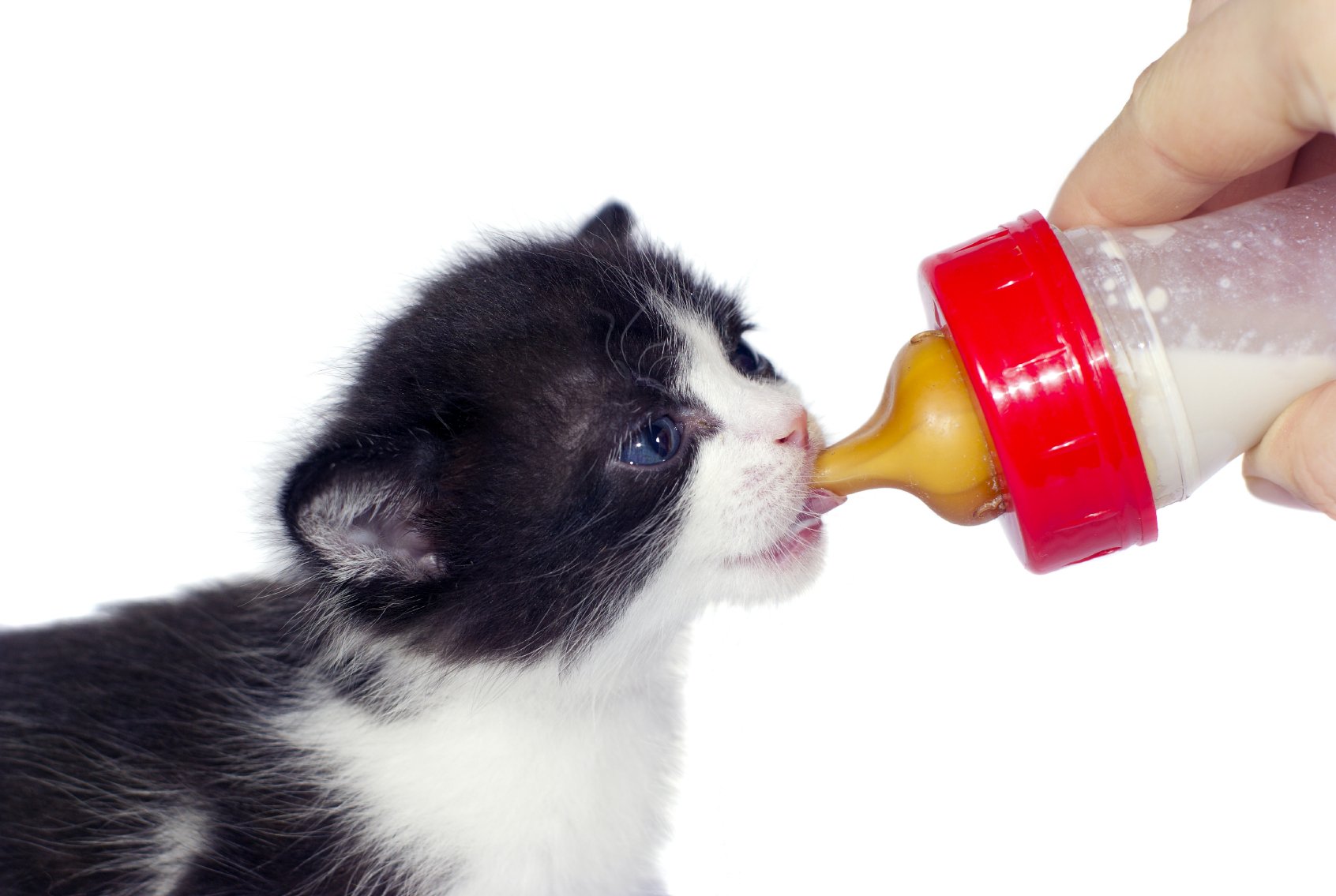 Le Chat Libre Dijonnais Oeuvre Pour Le Bien Etre Animal